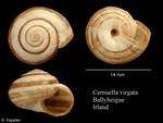 Cernuella virgata