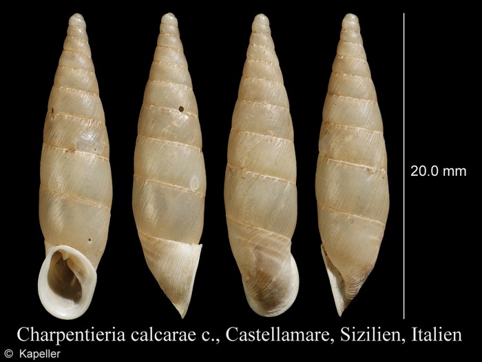 Charpentieria calcarae