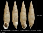 Siciliaria calcarae