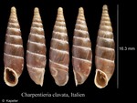 Charpentieria clavata