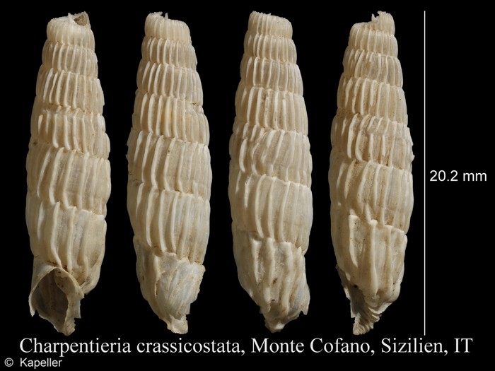 Charpentieria crassicostata