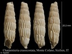 Sicania crassicostata