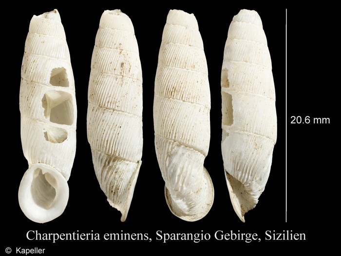 Charpentieria eminens Charpentieria eminens