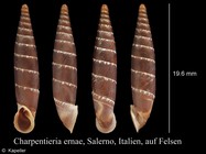 Charpentieria ernae