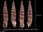 Stigmatica ernae