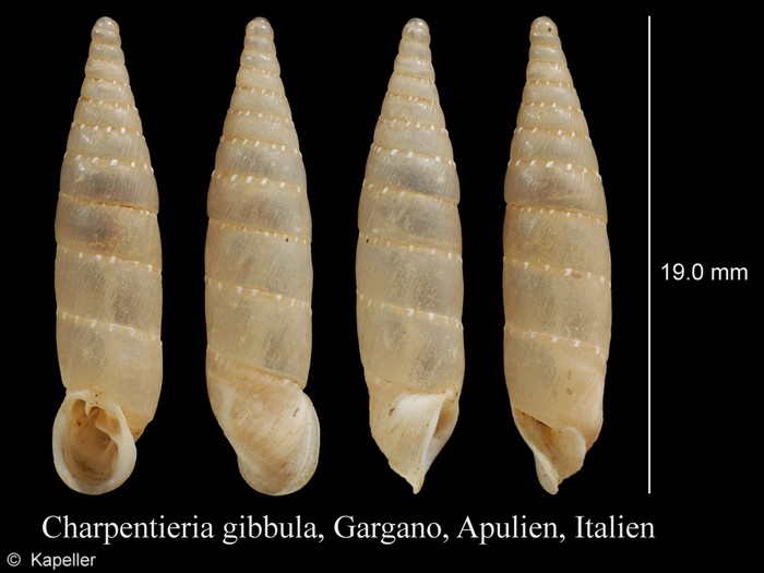 Charpentieria gibbula Charpentieria gibbula