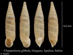 Gibbularia gibbula