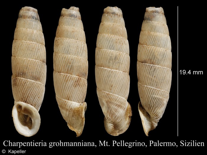 Charpentieria grohmanniana Charpentieria grohmanniana
