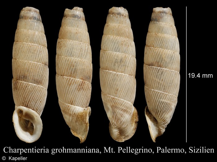 Charpentieria grohmanniana