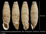 Siciliaria grohmanniana