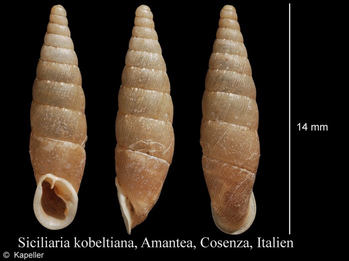 Charpentieria kobeltiana Charpentieria kobeltiana