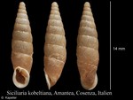 Stigmatica kobeltiana