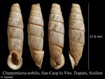 Sicania nobilis