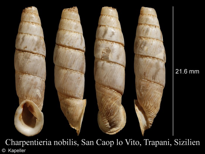 Sicania nobilis