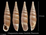 Charpentieria ornata