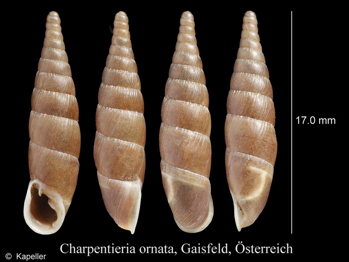 Charpentieria ornata Charpentieria ornata