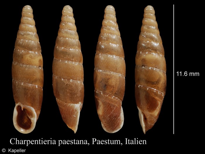 Charpentieria paestana