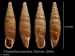 Stigmatica paestana
