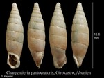 Charpentieria pantocratoris