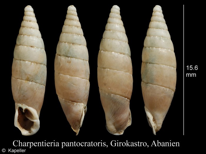 Charpentieria pantocratoris Charpentieria pantocratoris