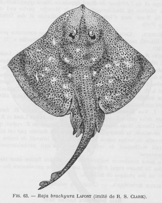 Poll (1947, fig. 063) Poll (1947, fig. 063)