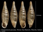 Stigmatica piceata