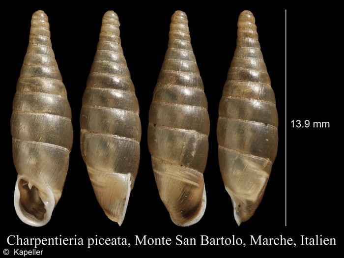 Stigmatica piceata