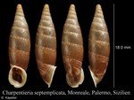 Siciliaria septemplicata