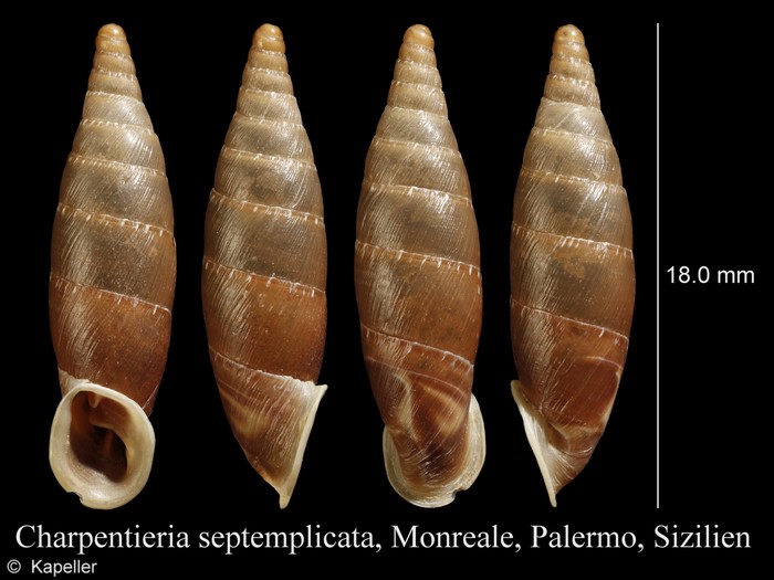 Siciliaria septemplicata