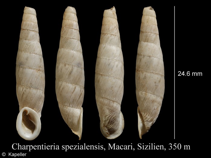 Charpentieria spezialensis Charpentieria spezialensis