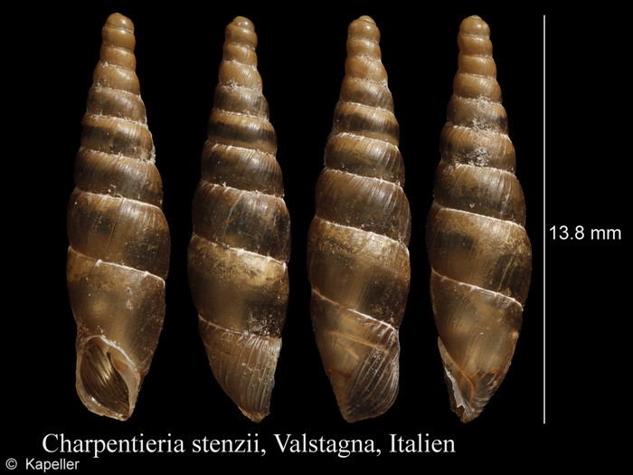 Charpentieria stenzii