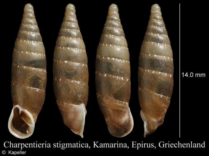 Charpentieria stigmatica Charpentieria stigmatica