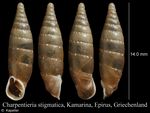 Stigmatica stigmatica