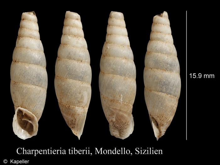 Charpentieria tiberii