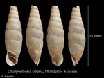 Siciliaria tiberii
