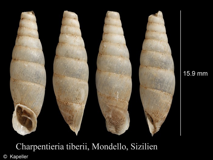 Siciliaria tiberii