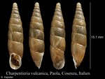 Charpentieria vulcanica