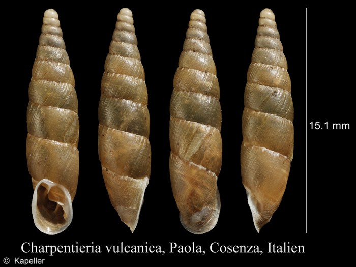 Charpentieria vulcanica Charpentieria vulcanica