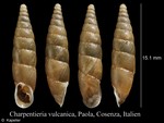 Stigmatica vulcanica