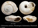 Chilostoma achates