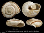 Chilostoma adelozona