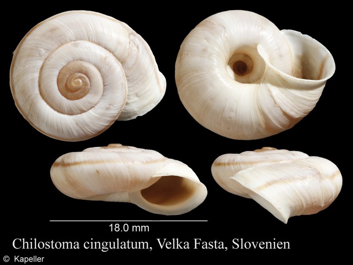 Chilostoma cingulatum Chilostoma cingulatum