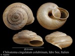 Chilostoma cingulatum colubrinum