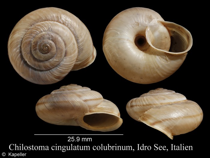 Chilostoma cingulatum colubrinum