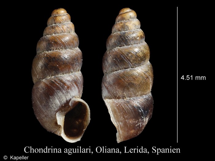 Chondrina aguilari Chondrina aguilari