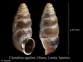 Mollusca (molluscs)