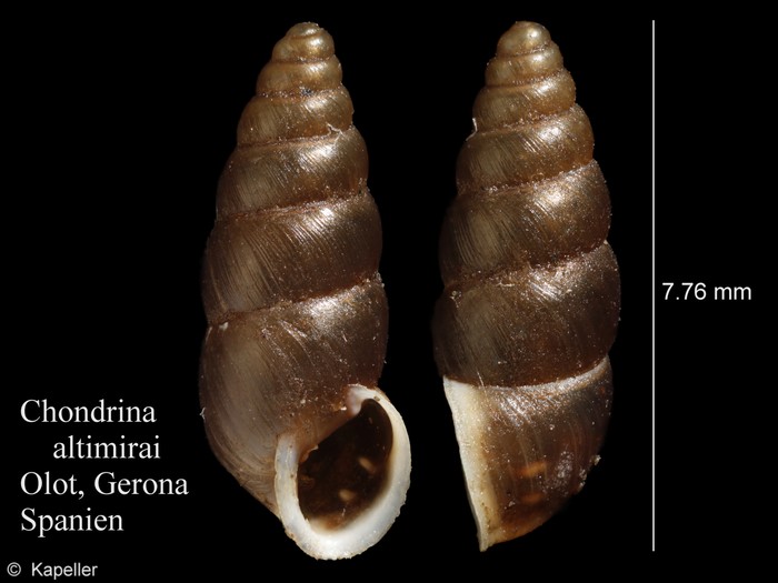 Chondrina altimirai Chondrina altimirai