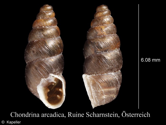 Chondrina arcadica