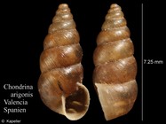 Chondrina arigonis