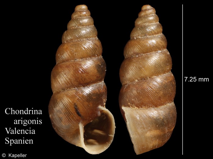 Chondrina arigonis Chondrina arigonis